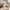 Cat Body Cushion – Cat with Cushion