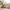Cat Cushion – Cat Lifestyle