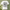 Cat Doodle T-Shirt – Sage Green Background