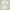 Customizable white T-shirt with pale green leafy-shadow background