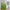 Green Bamboo Forest Shower Curtain