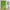 Green Bamboo Shower Curtain