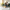 Pet Blanket Lifestyle Mockup - Indian Couple with Labrador