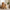 Pet Body Cushion – Dog with Cushion