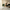Pet Mat Mockup - Indian Couple with Labrador
