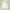 Plain white hoodie with pale green leafy-shadow background