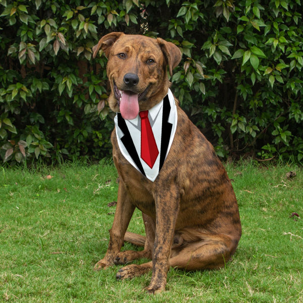 Dog Bandana