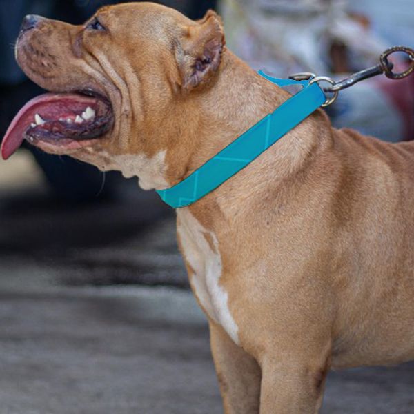 Greenish Blue Pet Belt