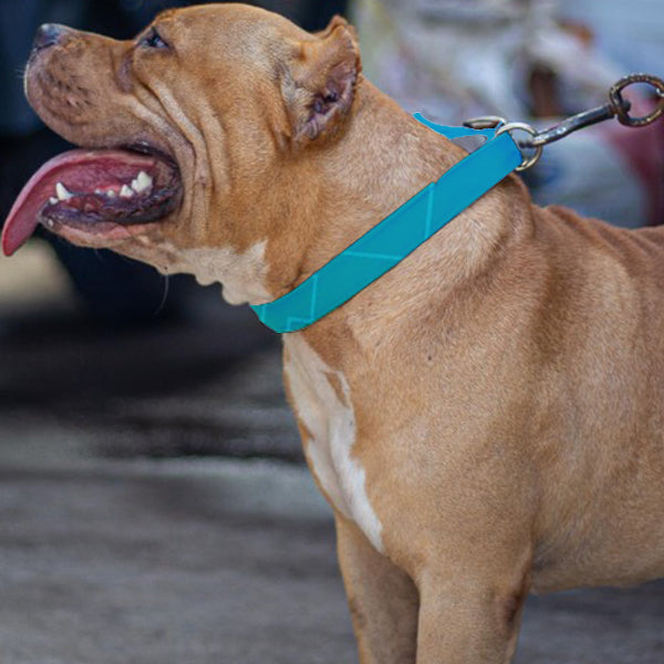 Greenish Blue Pet Belt